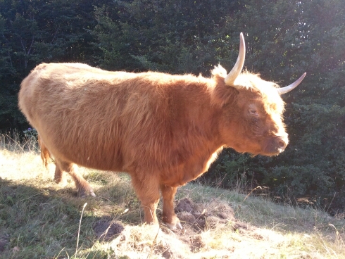 Vache Highland rouge, monte Crociglia